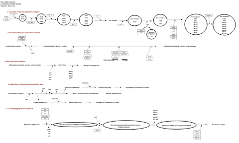 DNA replication