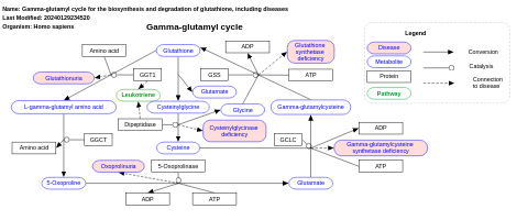 Gamma-glutamyl cycle for the biosynthesis and degradation of glutathione, including diseases