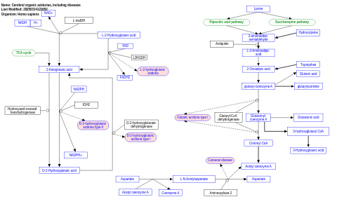 Cerebral organic acidurias, including diseases