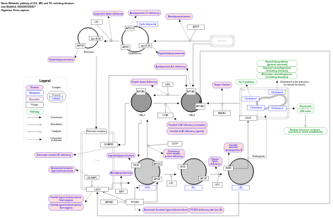 Metabolic pathway of LDL, HDL and TG, including diseases