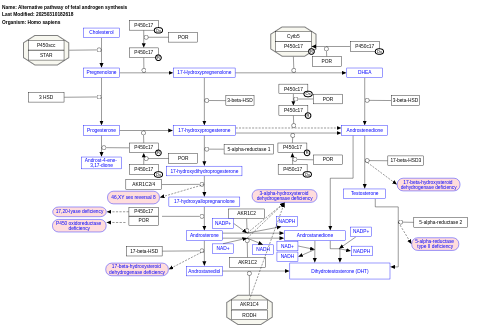 Alternative pathway of fetal androgen synthesis