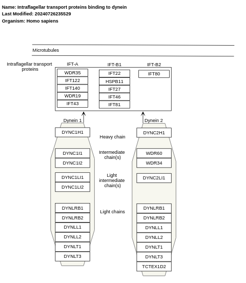 Intraflagellar transport proteins binding to dynein