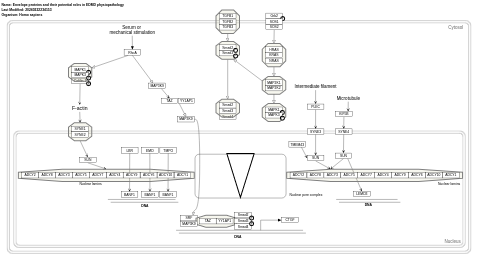 Envelope proteins and their potential roles in EDMD physiopathology