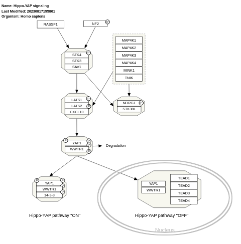 Hippo-YAP signaling