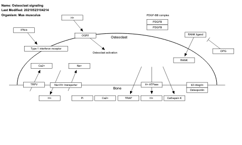 Osteoclast signaling