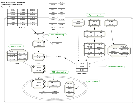 Hippo signaling regulation pathways