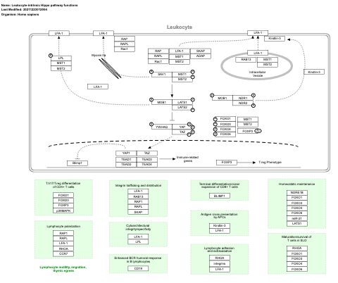 Leukocyte-intrinsic Hippo pathway functions