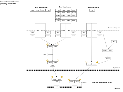 Overview of interferons-mediated signaling pathway