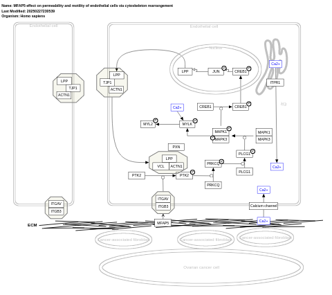 MFAP5 effect on permeability and motility of endothelial cells via cytoskeleton rearrangement