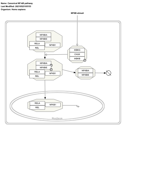 Canonical NF-kB pathway