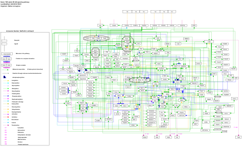 TNF-alpha NF-kB signaling pathway