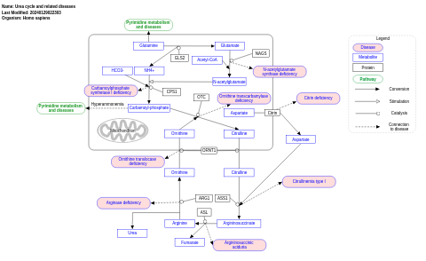 Urea cycle and related diseases