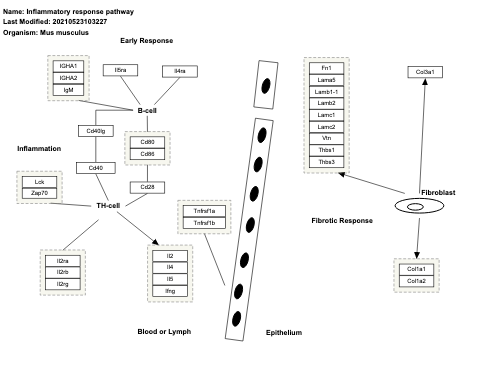 Inflammatory response pathway