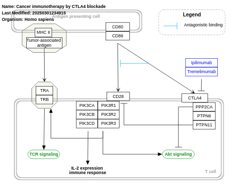 Cancer immunotherapy by CTLA4 blockade