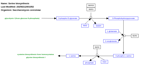 Serine biosynthesis