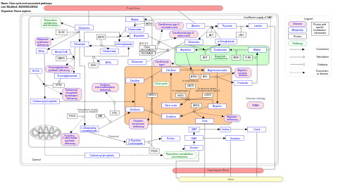 Urea cycle and associated pathways