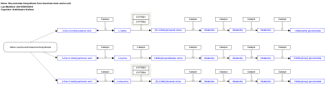 Glucosinolate biosynthesis from branched-chain amino acid