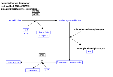 Methionine degradation