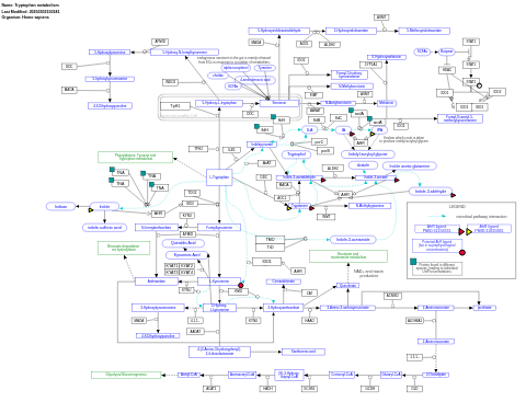 Tryptophan metabolism