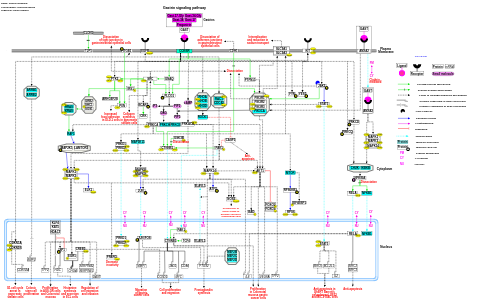 Gastrin signaling pathway