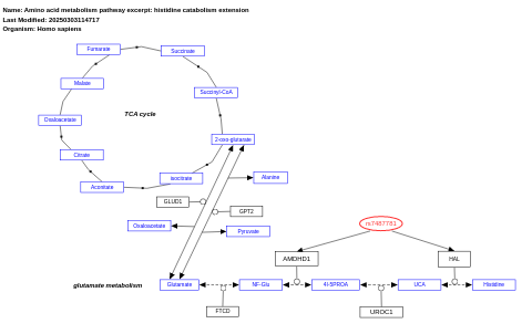 Amino acid metabolism pathway excerpt: histidine catabolism extension