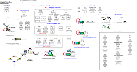 mRNA processing