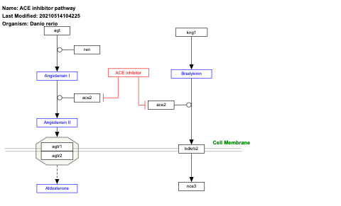 ACE inhibitor pathway