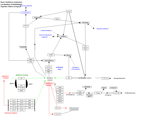 Glutathione metabolism