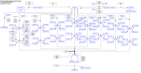 Sphingolipid metabolism (integrated pathway)