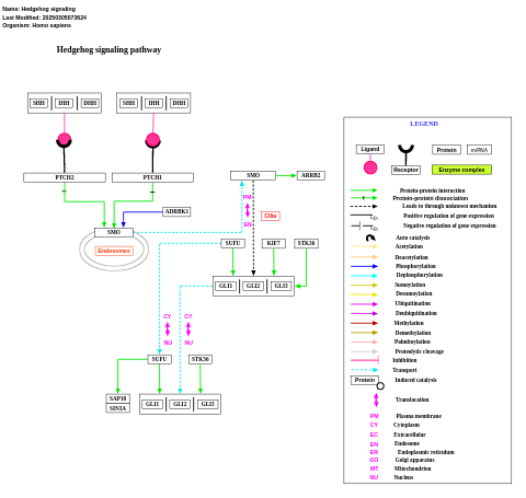 Hedgehog signaling pathway