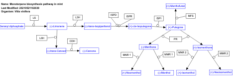 Monoterpene biosynthesis pathway in mint