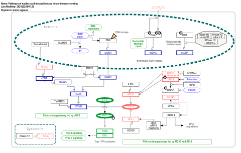 Pathways of nucleic acid metabolism and innate immune sensing