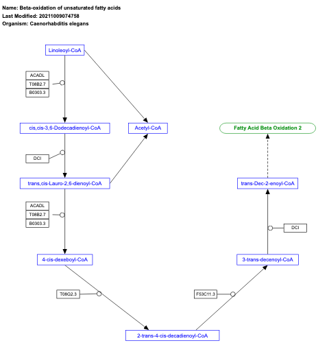 Beta-oxidation of unsaturated fatty acids