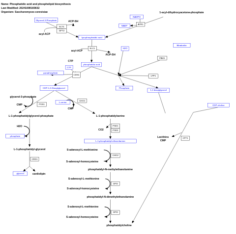 Phosphatidic acid and phospholipid biosynthesis