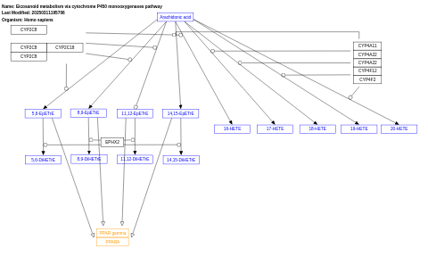 Eicosanoid metabolism via cytochrome P450 monooxygenases pathway