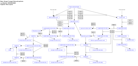 Omega-3 / omega-6 fatty acid synthesis