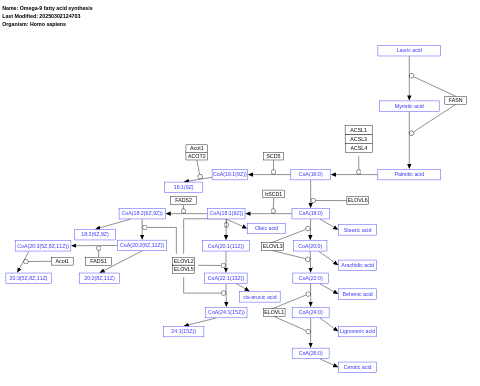 Omega-9 fatty acid synthesis