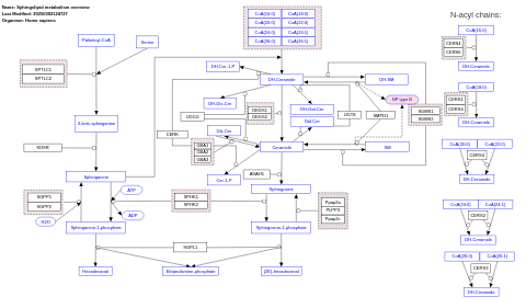 Sphingolipid metabolism overview