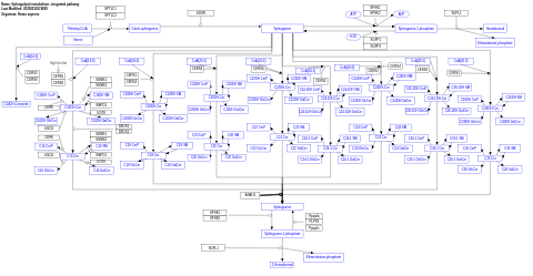 Sphingolipid metabolism: integrated pathway