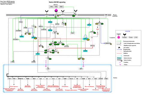 Netrin-UNC5B signaling pathway