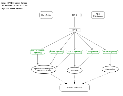 HIPK2 in kidney fibrosis