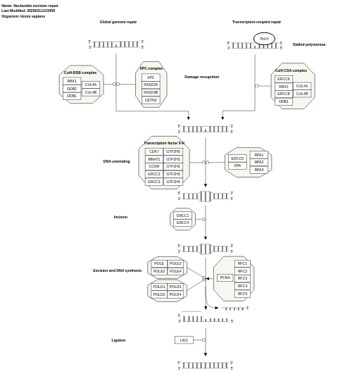 Nucleotide excision repair