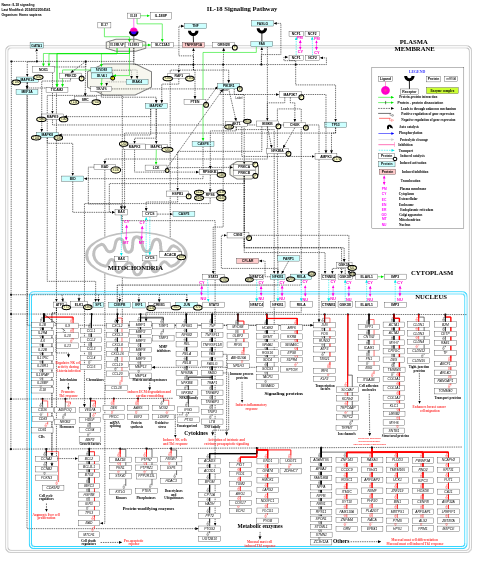 IL-18 signaling pathway