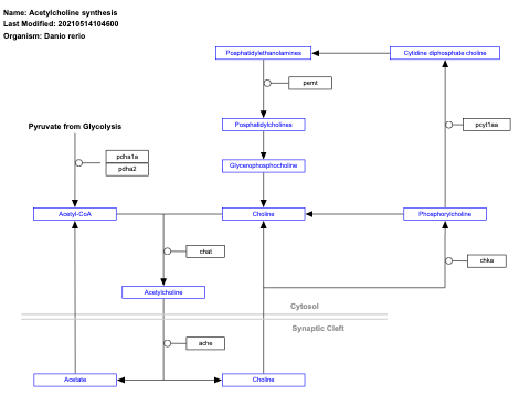 Acetylcholine synthesis