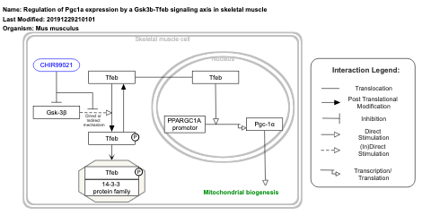 Regulation of Pgc1a expression by a Gsk3b-Tfeb signaling axis in skeletal muscle