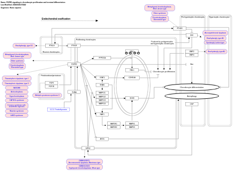 FGFR3 signaling in chondrocyte proliferation and terminal differentiation