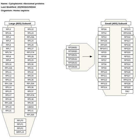 Cytoplasmic ribosomal proteins