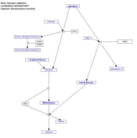 Glycogen catabolism