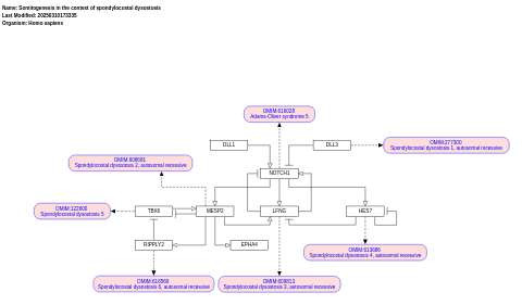 Somitogenesis in the context of spondylocostal dysostosis