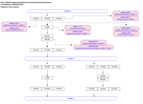 Multiple epiphyseal dysplasia and pseudoachondroplasia genes